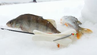 Окуньки на блесну, открытие сезона зимней рыбалки 2016