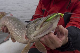 Савамура 1 дюйм в пасти щуренка