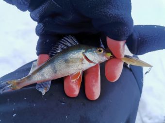 Рыбалка 2020, 11 января