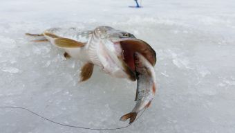 Щука - двушка на жерличку