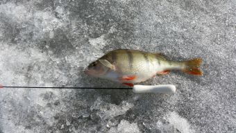 Вот такой жирняк на удочку Сашкента