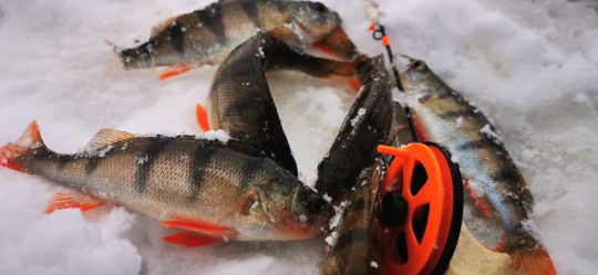 Первая рыбалка 2021