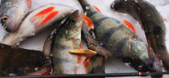 Первая рыбалка 2021