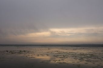 Жабовник на рассвете