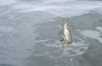 Щучка 137 грамм