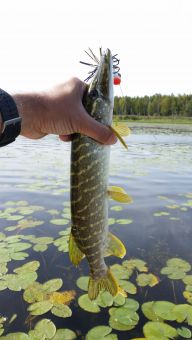 Щучка на лягушку