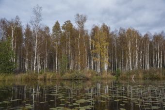 Осенний лес