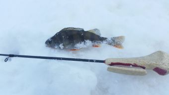 Открытие сезона 17-18 - первый окунек