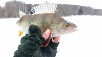 Окунек, 26 грамм