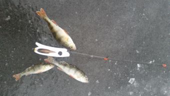 Первый лед 2018-11-24