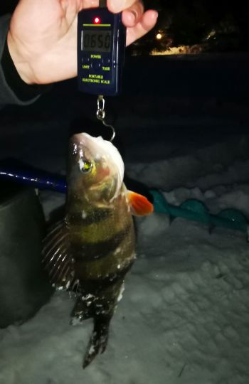 Первая рыбалка 2021. Самый жирный, жаль, что не мой. 650 грамм