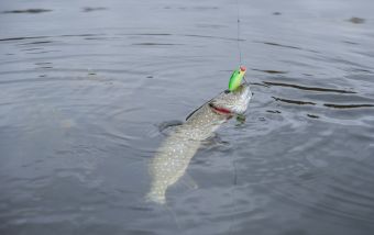 Щучка 253 грамма