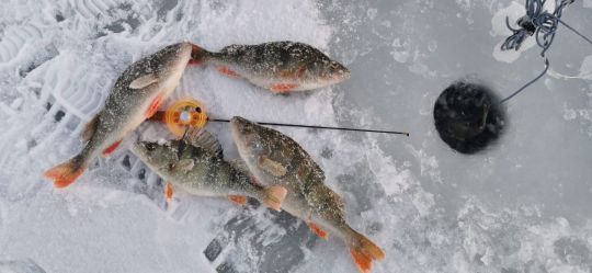 Открытие сезона 05.12.2020. Итог рыбалки