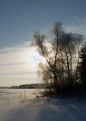 Солнце сквозь ветки