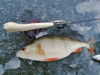 Рыбалка 30-11-2019