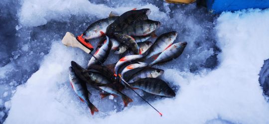 Первая рыбалка 2021