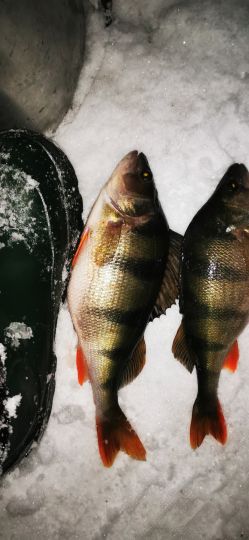 Первая рыбалка 2021. 2 самых жирных, пойманных дедом из нашей компании. 440 и 650