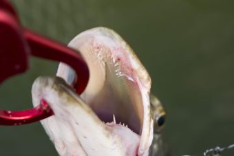 Рыбалка 1-2 сентября 2018 зубки