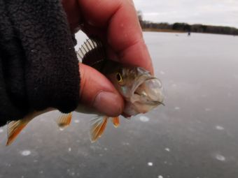 Рыбалка 01-12-2019