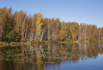 Золото осени на голубом