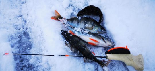 Первая рыбалка 2021