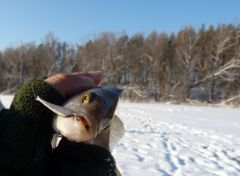 Оунек на зимнюю блесну