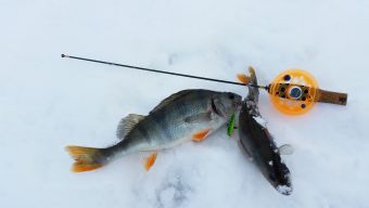 Окуньки на баланс