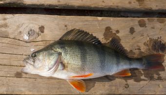 Рыбалка 1-2 сентября 2018