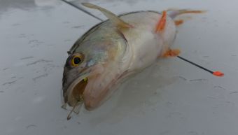 Голодный. Рыбалка 19 декабря 2015 г