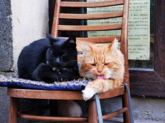 Котики (Рыбалка с 14 по 19 сентября 2020)