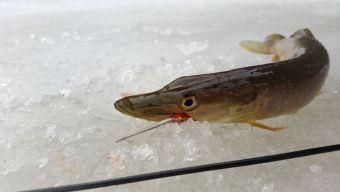 Щучка на блесну