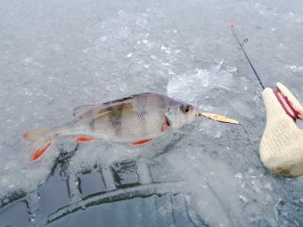 Рыбалка 30-11-2019