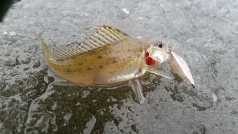 Первый лед 2018-11-24