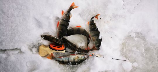 Первая рыбалка 2021