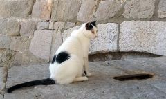 Всяко-разно