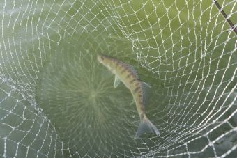 Рыбалка 1-2 сентября 2018 судачок