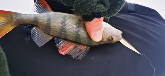 Рыбалка 26.12.2020