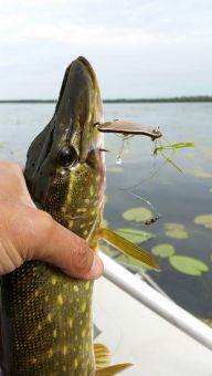 Щучка на самодельное колебло