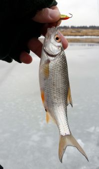 Голодная плотва. Рыбалка 19 декабря 2015 г