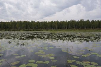 Кувшиночки