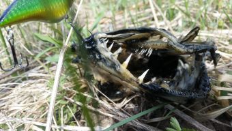 Рыбалка на щучьем платнике 2019-05-04