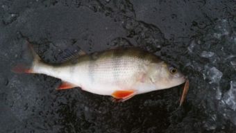 Первый лед 2018-11-24