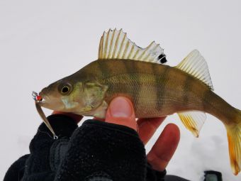 Рыбалка 2020, 11 января