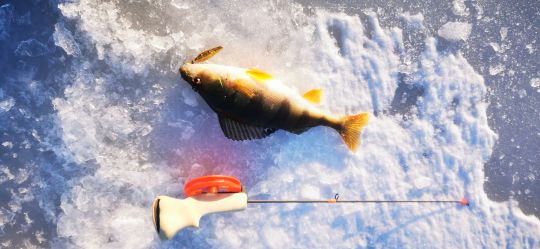 Рыбалка 12.12.2020 окунек