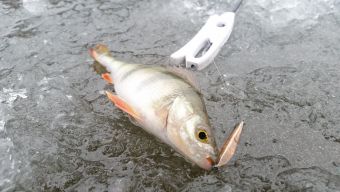 Первый лед 2018-11-24