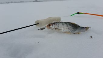 Плотвичка на блесну, открытие сезона зимней рыбалки 2016