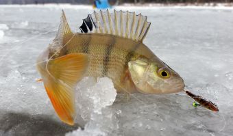 Желтенький. Рыбалка 19 декабря 2015 г