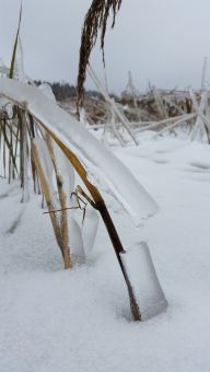 Троста после ледяного дождя