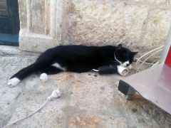 Спящий черный котэ