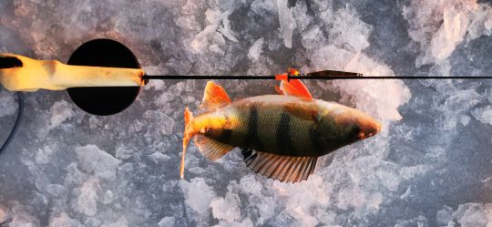 Рыбалка 12.12.2020 окунек